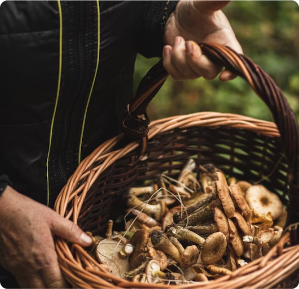 The Most Advanced Mushroom Extraction on the Planet