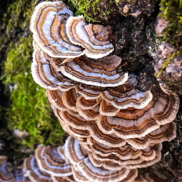1600mg of Mushroom Extract in Every Serving